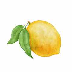 柠檬水果叶子手画水彩插图孤立的白色背景