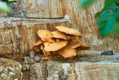 蘑菇成长蘑菇日益增长的树树干