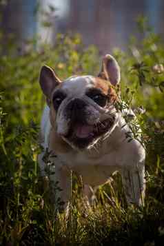 法国斗牛犬草地阳光明媚的夏天清晰的一天