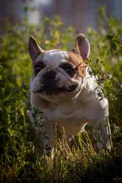 法国斗牛犬草地阳光明媚的夏天清晰的一天