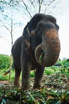 他温柔的巨大的亚洲大象喂养树叶自然栖息地