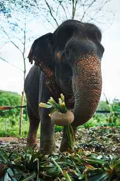 吃绿色你成长大强大的亚洲大象喂养树叶自然栖息地