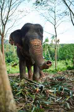 调用小飞象亚洲大象喂养树叶自然栖息地