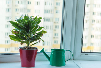 能绿色室内植物装饰芦荟浇水窗台上