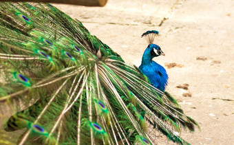 孔雀头明亮的蓝色的绿色羽毛孔雀肖像