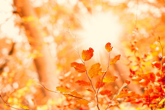 美丽的秋天美丽的颜色秋天秋天森林