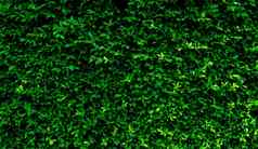 小绿色叶子对冲墙纹理背景特写镜头绿色对冲植物花园生态常绿对冲墙自然背景美自然绿色叶子自然模式壁纸