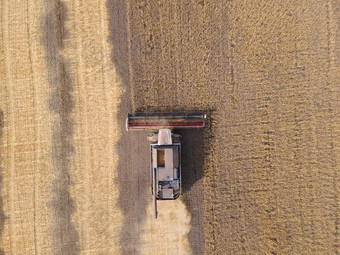 结合割小麦场农用工业结合收割机切割小麦场机收获小麦收获粮食作物收获小麦燕麦大麦字段牧场农田