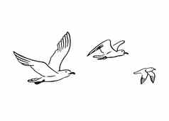 集飞行海鸥手画插图转换向量