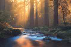 和平河流动红木森林早....光有斑点的阳光秋天