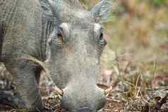 他相机猪疣猪自然栖息地南非洲