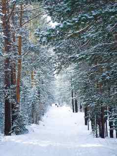 仙女魔法小径雪公园高冻常绿树松冬天圣诞节景观
