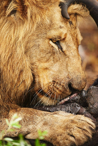 收<strong>获奖</strong>励成功的亨特狮子吃猎物平原非洲