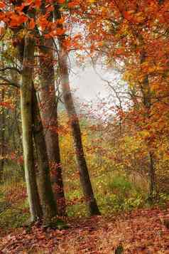 森林穿着颜色秋天森林颜色秋天
