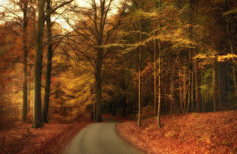 颜色秋天马塞利斯堡森林马塞利斯堡森林简单的马塞利斯堡森林公顷森林南奥胡斯城市丹麦