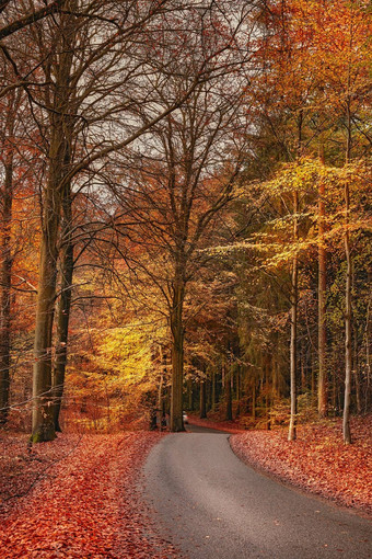 颜色秋天马塞利斯堡森林马塞利斯堡森林简单的马塞利斯堡森林公顷森林南奥胡斯城市丹麦