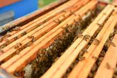 蜂巢蜜蜂盒子蜜蜂