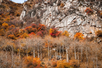 秋天岩石山景观色彩斑斓的树叶树只桦树