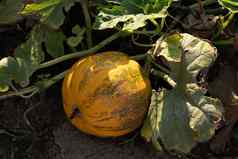 橙色成熟的南瓜花园感恩节秋天收获概念