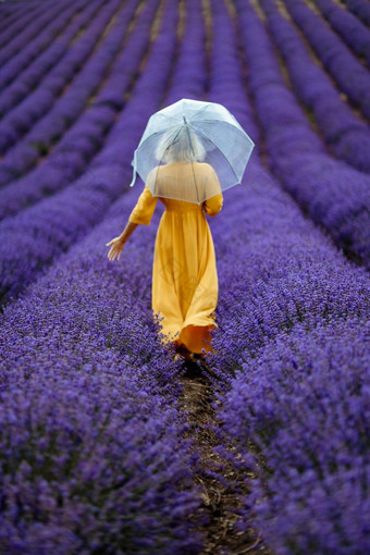 中年女人薰衣草场走伞多雨的一天享受芳香疗法芳香疗法概念薰衣草石油照片会话薰衣草