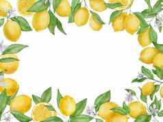 柠檬水果叶子花水彩矩形框架手画植物框架孤立的白色