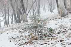 圣诞节树云杉覆盖雪山坡上森林降雪冬天景观林地