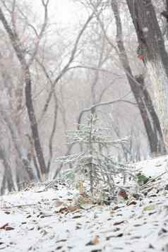 圣诞节树云杉覆盖雪山坡上森林降雪冬天景观林地