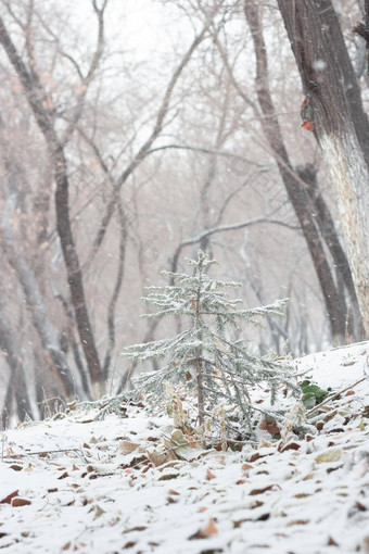 圣诞节树云杉<strong>覆盖</strong>雪<strong>山坡</strong>上森林降雪冬天景观林地