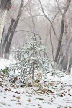 圣诞节树云杉覆盖雪山坡上森林降雪冬天景观林地