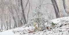 圣诞节树云杉覆盖雪山坡上森林降雪冬天景观林地