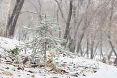 圣诞节树云杉覆盖雪山坡上森林降雪冬天景观林地