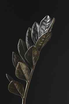 黑色的叶子zamioculcas扎米弗利亚乌鸦植物