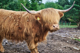 苏格兰高地牛关闭一边视图大棕色（的）多毛的牛