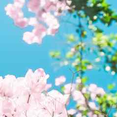 柔和的粉红色的盛开的花蓝色的天空梦想花园花背景