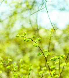 绿色叶子春天自然背景