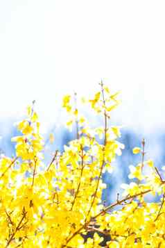 美丽的黄色的花蓝色的天空背景