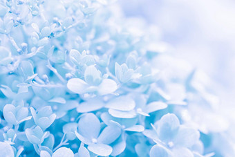 背景白色蓝色的花瓣绣球花绣球花软焦点