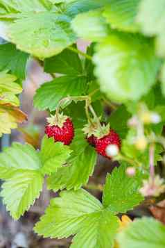 收获新鲜的成熟的大红色的草莓水果花园后院
