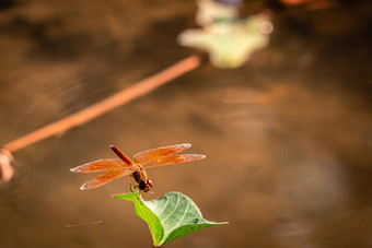 红色的<strong>蜻蜓</strong>持有绿色叶复制空间<strong>蜻蜓</strong>自然<strong>蜻蜓</strong>自然栖息地美丽的自然场景<strong>蜻蜓</strong>户外