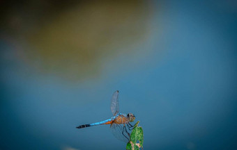 蓝色的蜻蜓持有绿色叶树复制空间蜻蜓自然蜻蜓自然栖息地美丽的自然场景蜻蜓户外