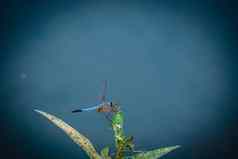 蓝色的蜻蜓持有绿色叶树复制空间蜻蜓自然蜻蜓自然栖息地美丽的自然场景蜻蜓户外