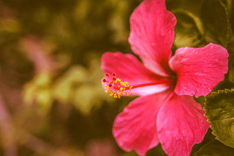 红色的<strong>芙蓉</strong>蔷薇属中国花马来西亚国家花自然背景