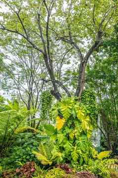 绿色自然蕨类植物树热带花园装饰花园自然背景