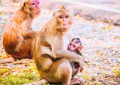 猴子家庭妈妈。婴儿动物野生动物自然