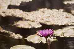 紫色的莲花花黄色的花粉莲花绿色叶子水池塘背景