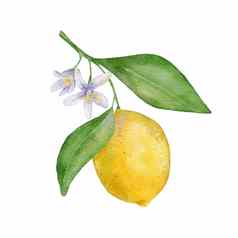 柠檬水果叶子花手画水彩插图孤立的白色背景