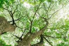 底视图树树干绿色叶子树热带森林阳光新鲜的环境公园绿色植物给氧气夏天花园森林树小叶子阳光明媚的一天