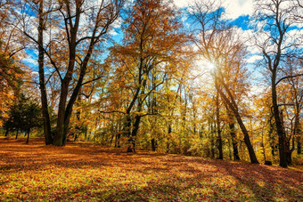 秋天场景秋天红色的黄色的树叶子太阳光美丽的秋天景观黄色的树太阳色彩斑斓的树叶公园下降叶子自然背景