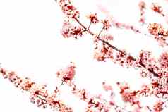 花开花春天粉红色的花自然背景