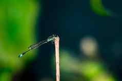 蜻蜓持有干分支机构复制空间蜻蜓自然栖息地野生动物美丽的自然场景蜻蜓户外